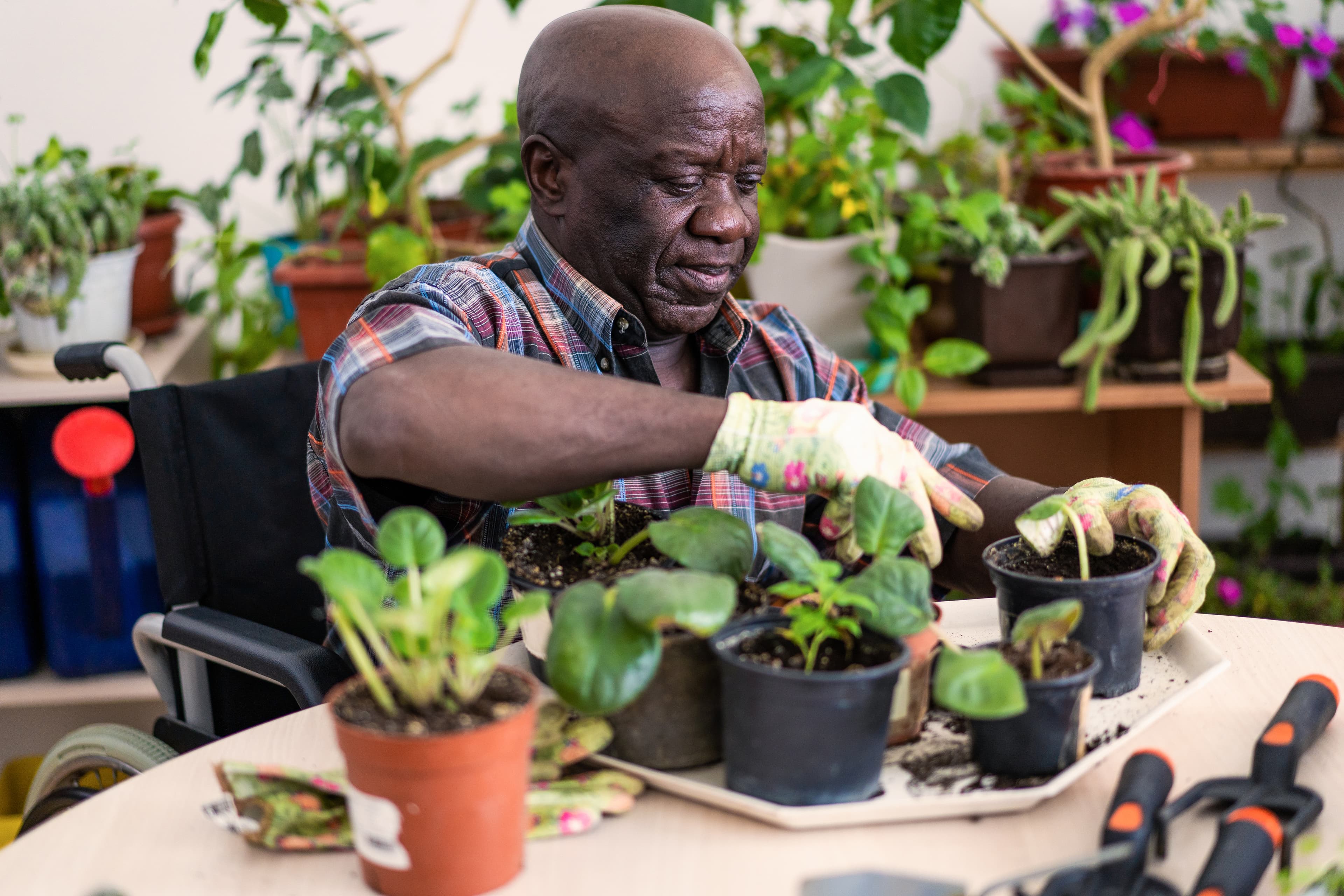 Man in wheelchair planting pots